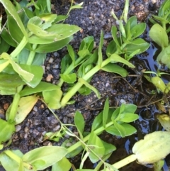 Gratiola peruviana (Australian Brooklime) at Tennent, ACT - 30 May 2021 by JaneR