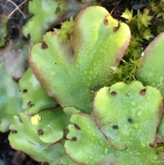 Marchantia sp. (genus) (A Liverwort) at Tennent, ACT - 30 May 2021 by JaneR