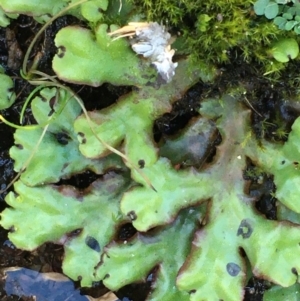 Marchantia sp. (genus) at Tennent, ACT - 30 May 2021