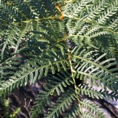 Pteridium esculentum (Bracken) at Tennent, ACT - 30 May 2021 by JaneR