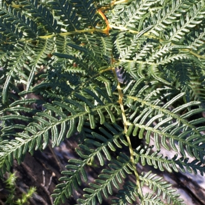 Pteridium esculentum (Bracken) at Tennent, ACT - 30 May 2021 by JaneR