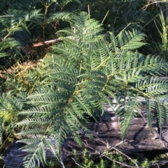 Pteridium esculentum at Tennent, ACT - 30 May 2021