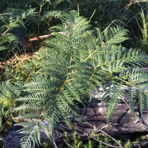 Pteridium esculentum at Tennent, ACT - 30 May 2021