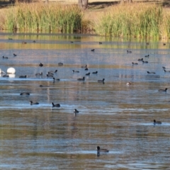 Fulica atra (Eurasian Coot) at Bonython, ACT - 30 May 2021 by RodDeb