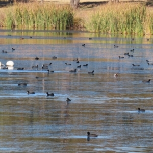 Fulica atra at Bonython, ACT - 30 May 2021