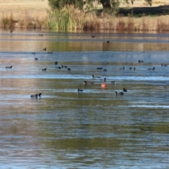 Fulica atra at Bonython, ACT - 30 May 2021 01:46 PM