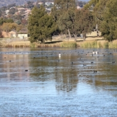 Fulica atra at Bonython, ACT - 30 May 2021