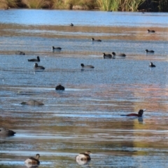 Fulica atra at Bonython, ACT - 30 May 2021