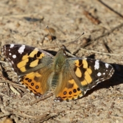 Vanessa kershawi (Australian Painted Lady) at Bonython, ACT - 30 May 2021 by RodDeb