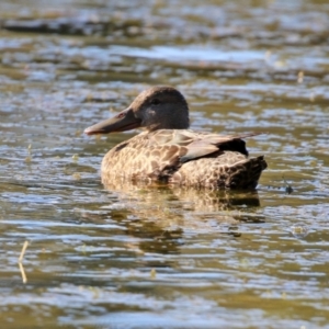 Spatula rhynchotis at Bonython, ACT - 30 May 2021