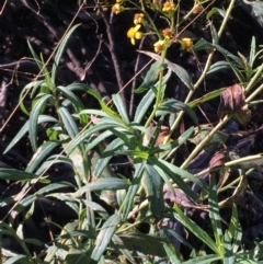 Senecio linearifolius var. intermedius at Tennent, ACT - 30 May 2021