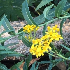 Senecio linearifolius var. intermedius at Tennent, ACT - 30 May 2021