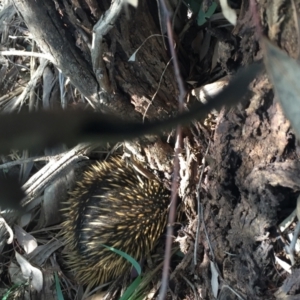 Tachyglossus aculeatus at Murrumbateman, NSW - 29 Sep 2020 02:24 PM