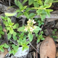 Mentha diemenica (Wild Mint, Slender Mint) at Murrumbateman, NSW - 9 Jun 2020 by ALCaston