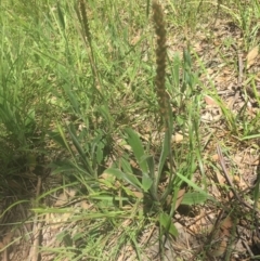 Plantago varia (Native Plaintain) at Murrumbateman, NSW - 5 Nov 2020 by ALCaston