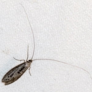 Trichoptera (order) at Melba, ACT - 25 Apr 2018 12:27 AM