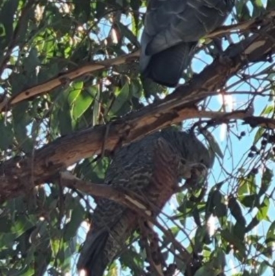 Callocephalon fimbriatum (Gang-gang Cockatoo) at Yass River, NSW - 31 May 2021 by 120Acres