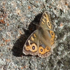 Junonia villida (Meadow Argus) at Boro - 28 May 2021 by Paul4K