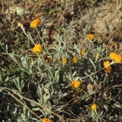 Chrysocephalum apiculatum (Common Everlasting) at Conder, ACT - 30 Mar 2021 by MichaelBedingfield