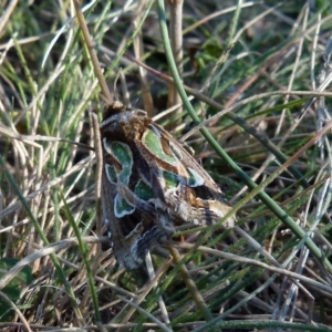 Cosmodes elegans at Boro, NSW - 29 May 2021