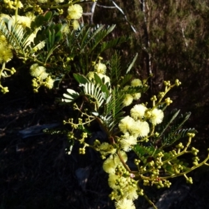 Acacia terminalis at Boro, NSW - 29 May 2021 09:29 AM