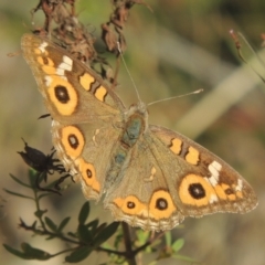 Junonia villida (Meadow Argus) at Conder, ACT - 30 Mar 2021 by MichaelBedingfield