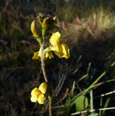 Goodenia bellidifolia (Daisy-leaf Goodenia) at Boro - 29 May 2021 by Paul4K