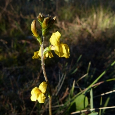 Goodenia bellidifolia (Daisy-leaf Goodenia) at Boro, NSW - 28 May 2021 by Paul4K