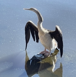 Anhinga novaehollandiae at Yarralumla, ACT - 31 May 2021