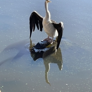 Anhinga novaehollandiae at Yarralumla, ACT - 31 May 2021