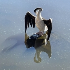 Anhinga novaehollandiae at Yarralumla, ACT - 31 May 2021