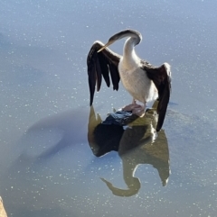 Anhinga novaehollandiae at Yarralumla, ACT - 31 May 2021