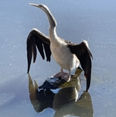 Anhinga novaehollandiae at Yarralumla, ACT - 31 May 2021