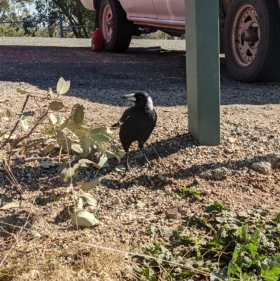 Gymnorhina tibicen (Australian Magpie) at Albury - 31 May 2021 by ChrisAllen