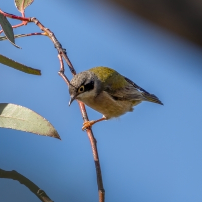 Melithreptus brevirostris (Brown-headed Honeyeater) at Jerrawa, NSW - 29 May 2021 by trevsci