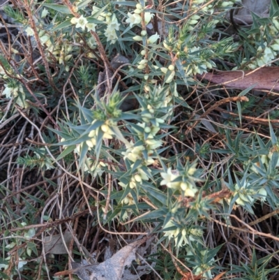 Melichrus urceolatus (Urn Heath) at Albury - 30 May 2021 by ChrisAllen