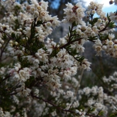 Cryptandra amara (Bitter Cryptandra) at Boro, NSW - 28 May 2021 by Paul4K