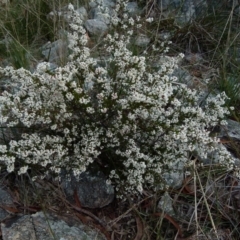 Cryptandra amara at Boro, NSW - suppressed