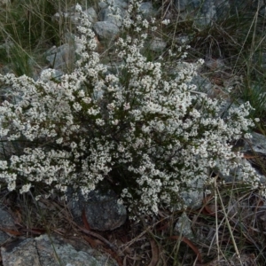 Cryptandra amara at Boro, NSW - 28 May 2021