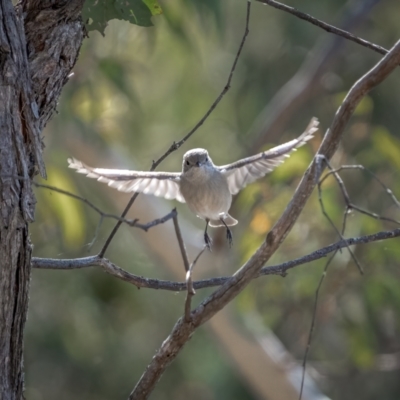 Pachycephala pectoralis (Golden Whistler) at Jerrawa, NSW - 29 May 2021 by trevsci