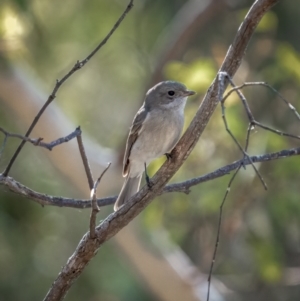 Pachycephala pectoralis at Jerrawa, NSW - 29 May 2021