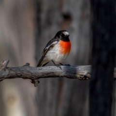 Petroica boodang (Scarlet Robin) at Lade Vale, NSW - 29 May 2021 by trevsci
