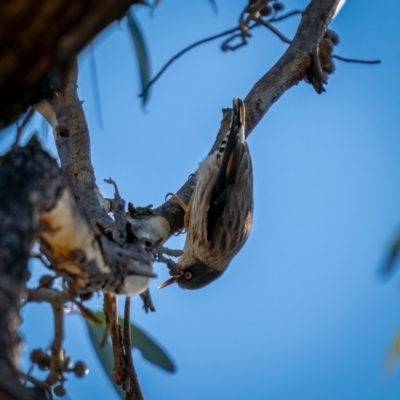 Daphoenositta chrysoptera (Varied Sittella) at Jerrawa, NSW - 29 May 2021 by trevsci