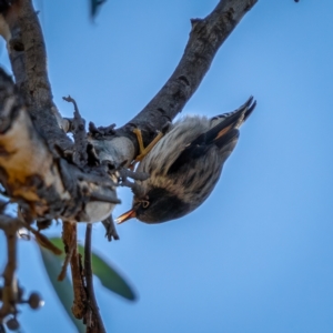 Daphoenositta chrysoptera at Jerrawa, NSW - 29 May 2021