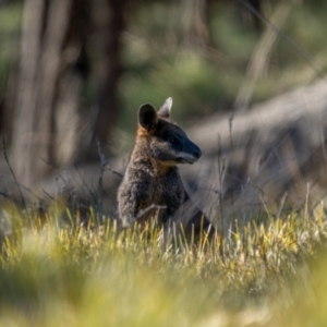 Wallabia bicolor at Jerrawa, NSW - 29 May 2021