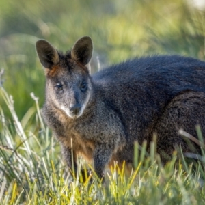 Wallabia bicolor at Jerrawa, NSW - 29 May 2021