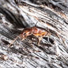 Austrocardiophorus sp. (genus) (Click beetle) at Bruce, ACT - 31 May 2021 by Roger