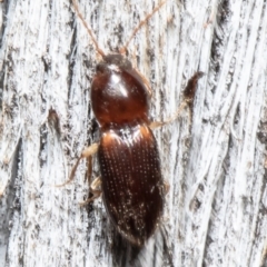 Austrocardiophorus sp. (genus) at Bruce, ACT - 31 May 2021