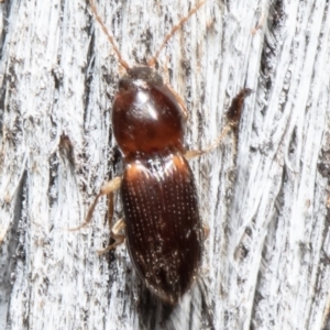 Austrocardiophorus sp. (genus) at Bruce, ACT - 31 May 2021 12:07 PM