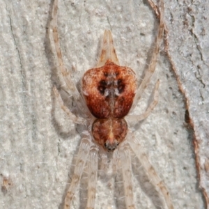 Tamopsis sp. (genus) at Tennent, ACT - 31 May 2021